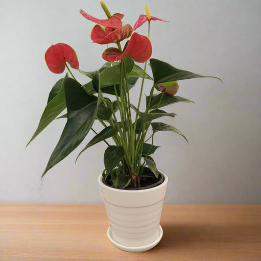 Anthurium Red indoor 35cm