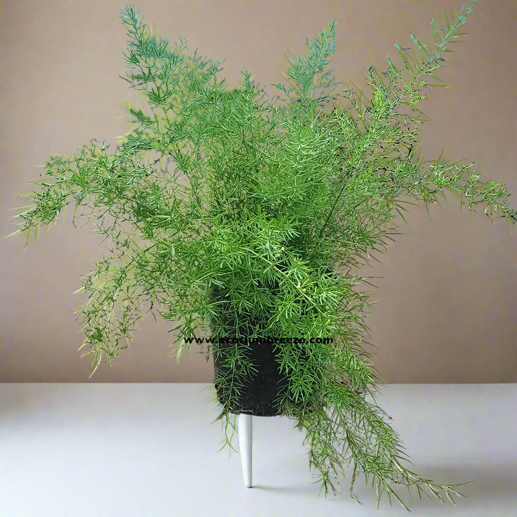 Asparagus Fern Plant 40cm