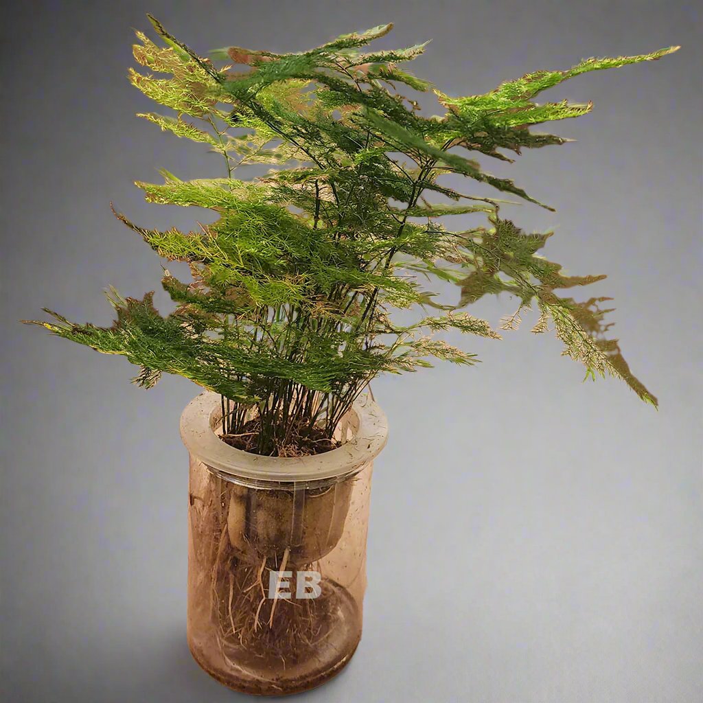 Asparagus Setaceus Hydro 30cm