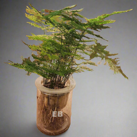 Asparagus Setaceus Hydro 30cm