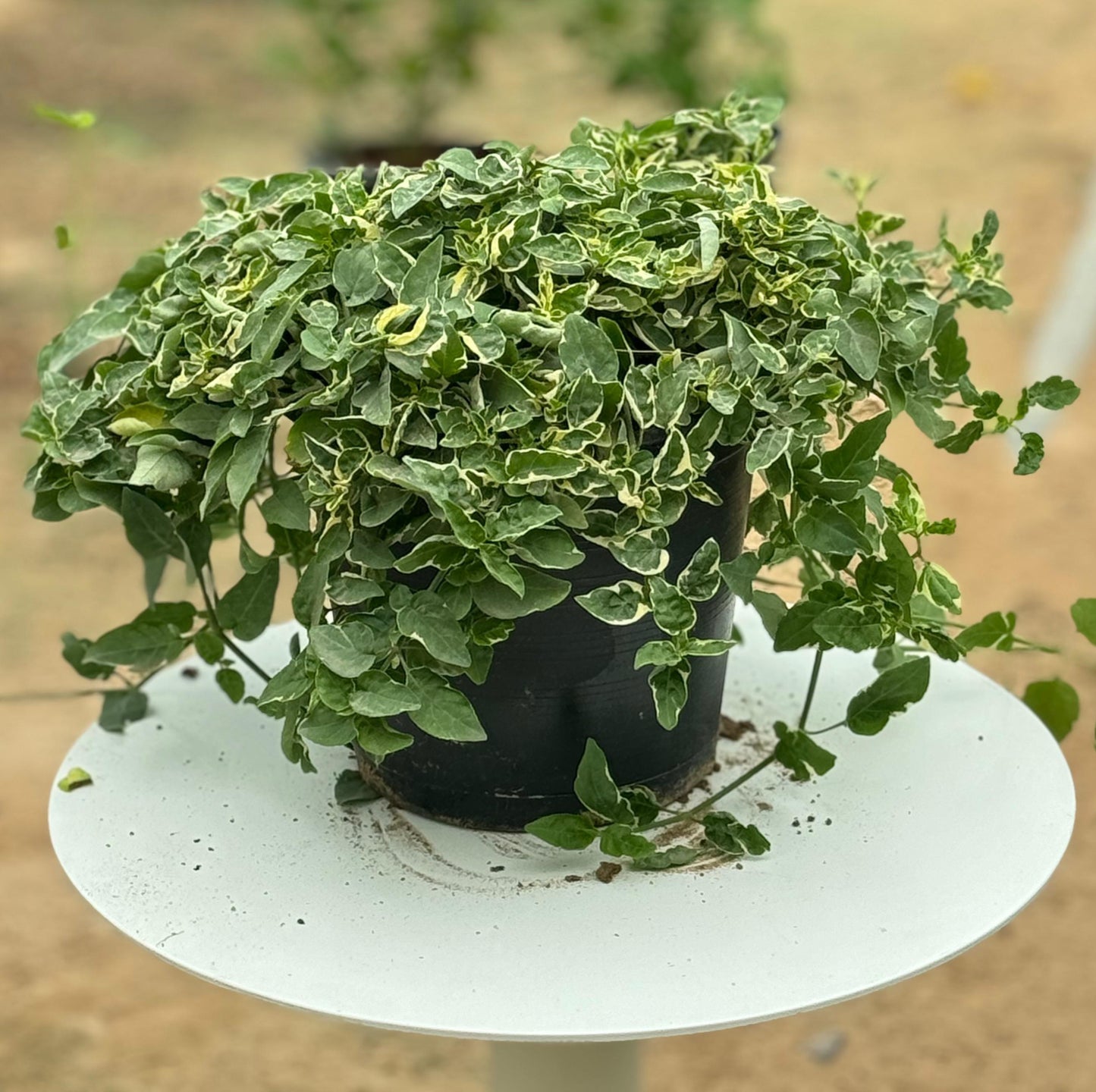 Asystasia Gangetica Variegata 6L