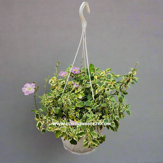 Asystasia gangetica hanging Plant