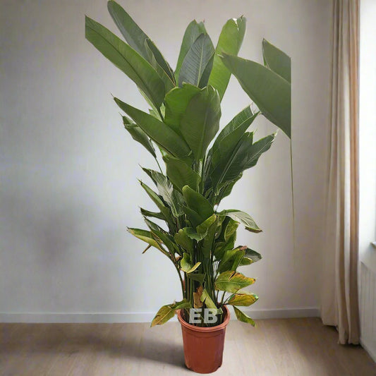 Bird of Paradise " Strelitzia Nicolai " 180cm..