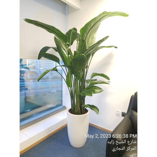 Bird of Paradise " Strelitzia Nicolai " 180cm