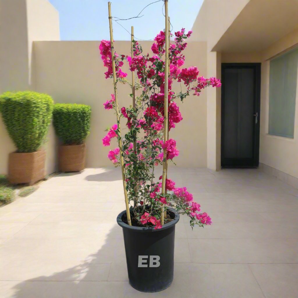 Bougainvillea Pink Flower Dubai 180cm