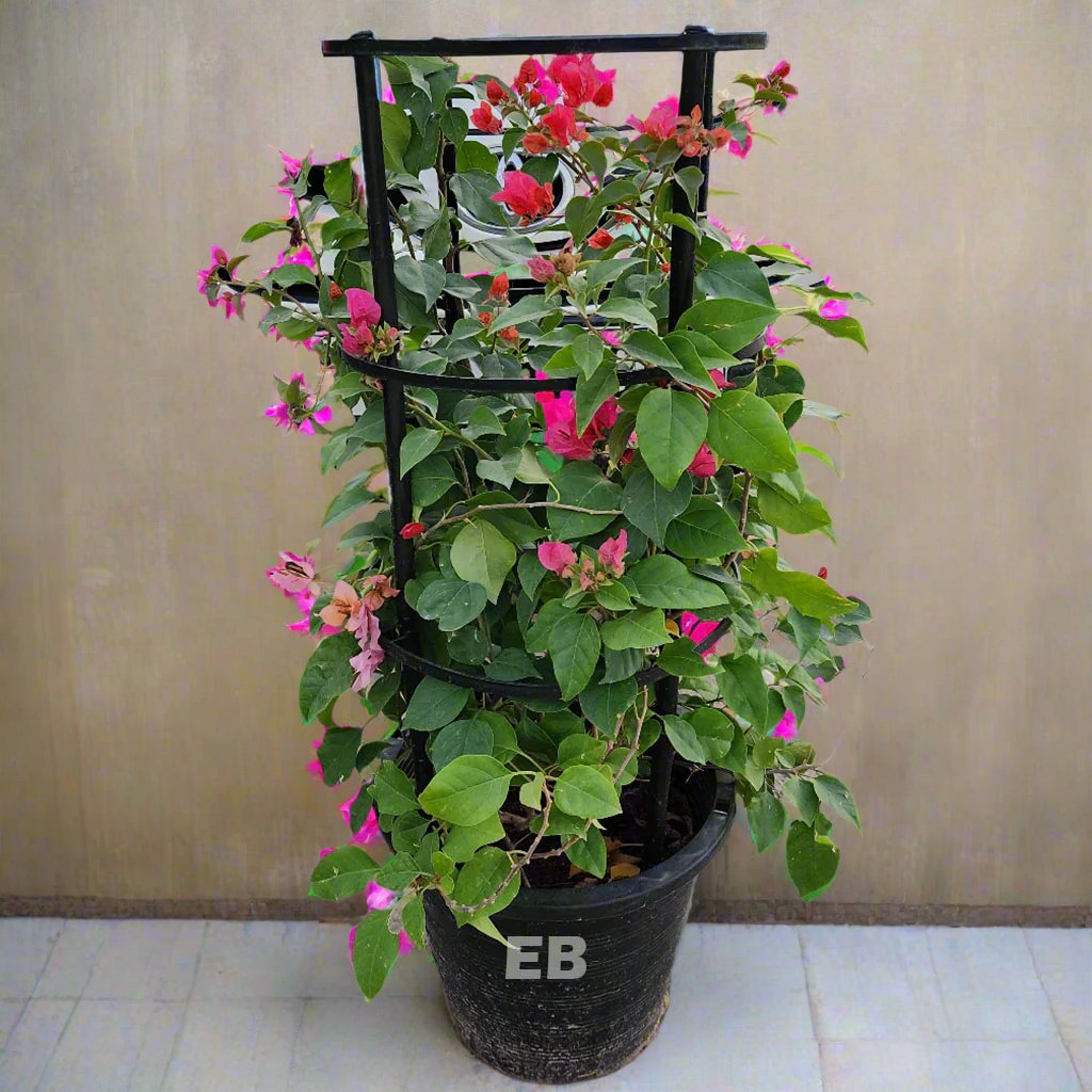 Bougainvillea Pink Flower Dubai 40cm - 180cm...