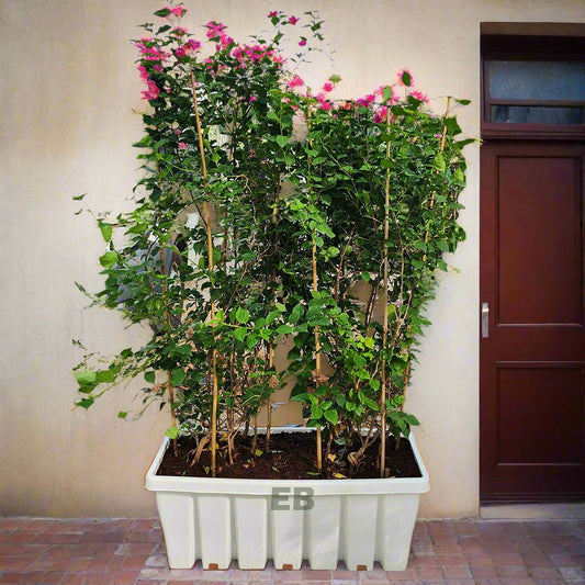 Bougainvillea with planter box for privacy wall 180cm..