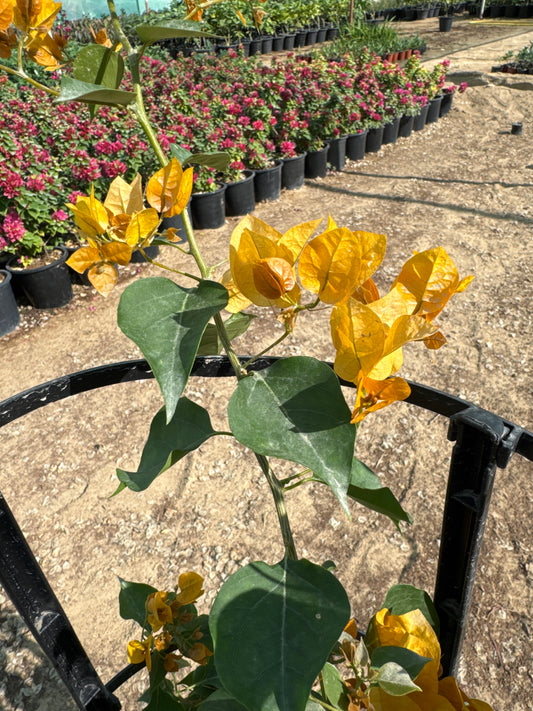Bougainvillea yellow flower plant 100cm