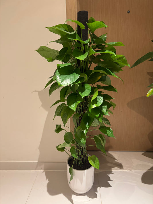 Money Plant " Epipremnum Aureum " 150cm