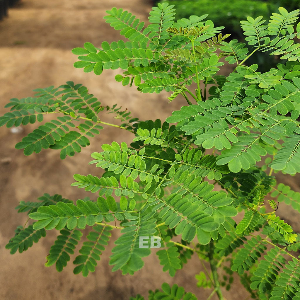 Caesalpinia Pulcherrima 60cm...