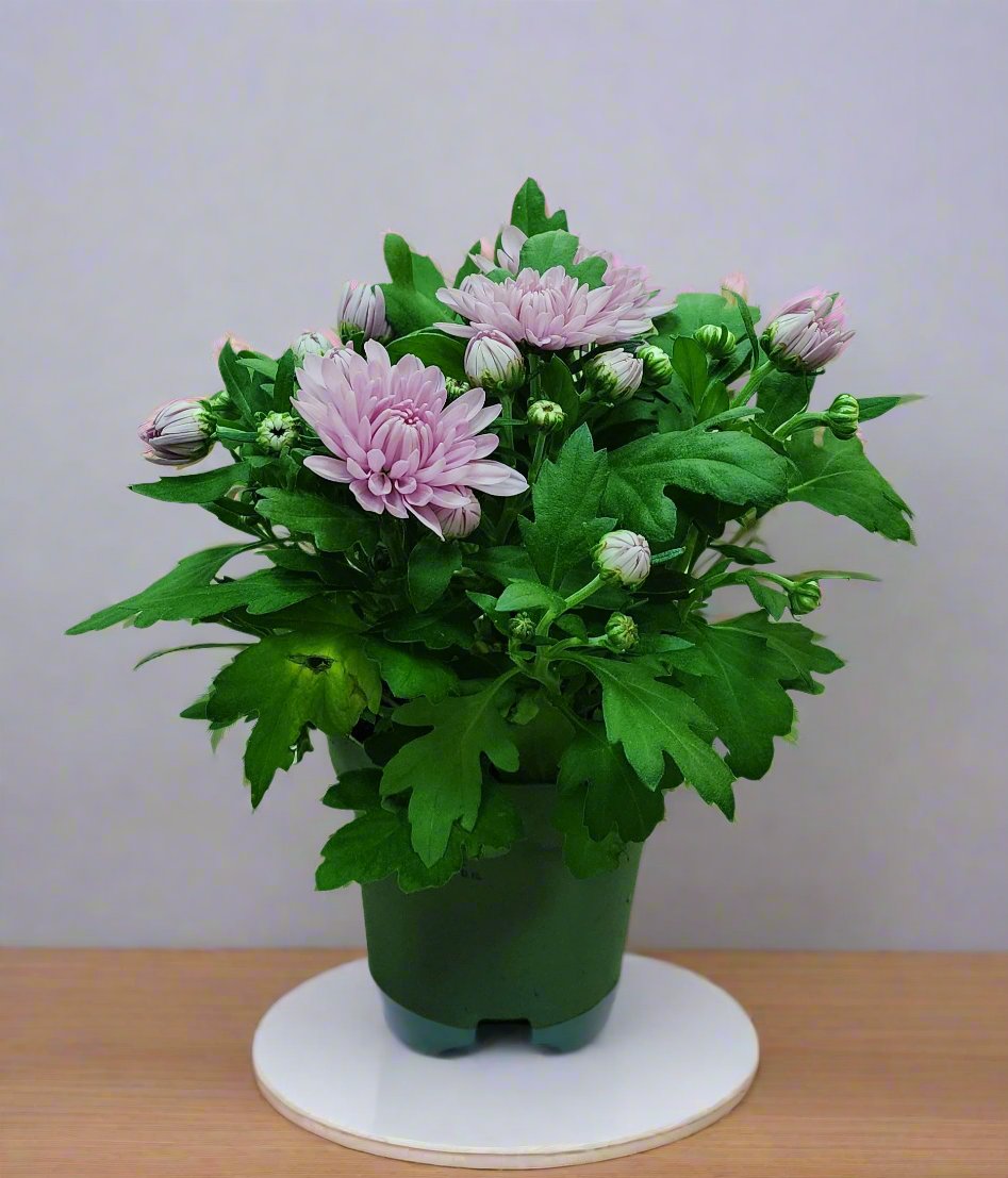 Chrysanthemum flower indoor. Holland imported