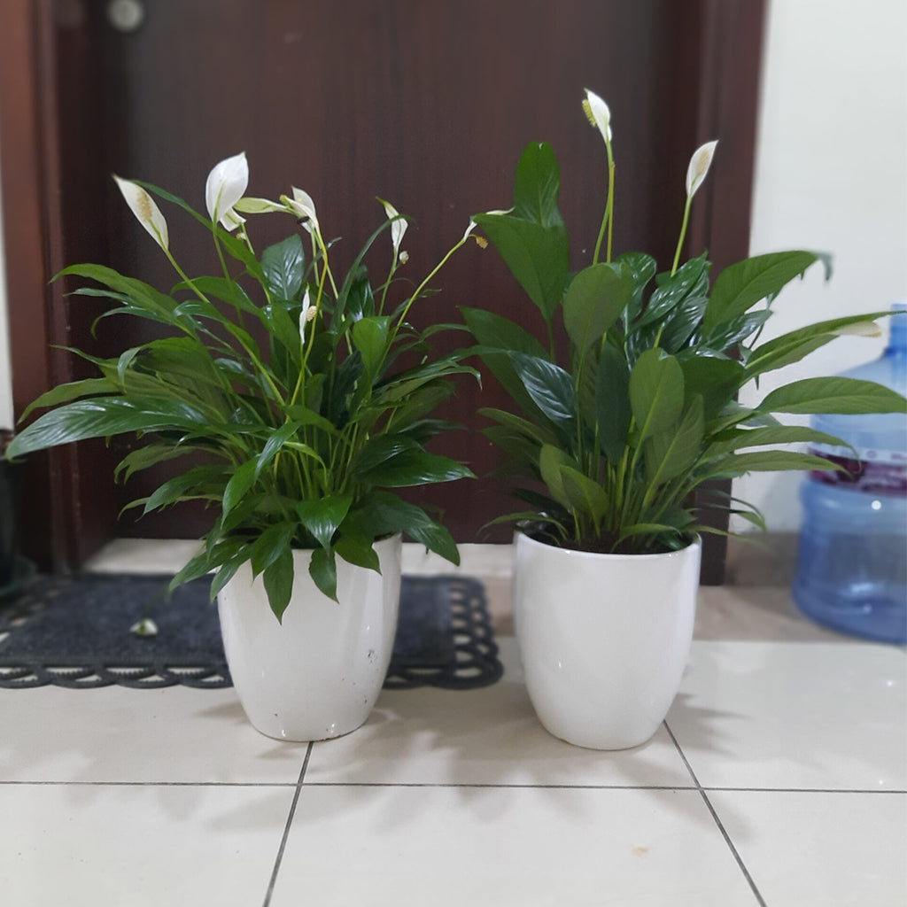 Peacelily indoor Plant