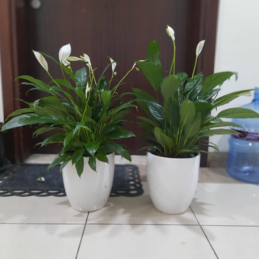 Peacelily indoor Plant