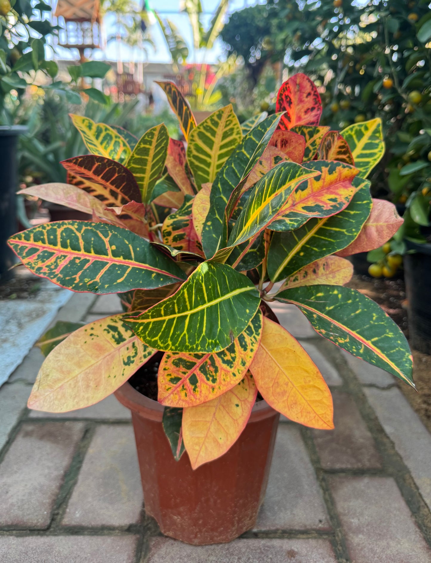 Croton variegated 35cm