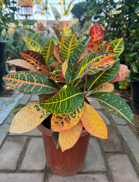 Croton variegated 35cm