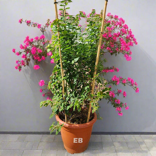 Double XXL Bougainvillea Pink 220cm
