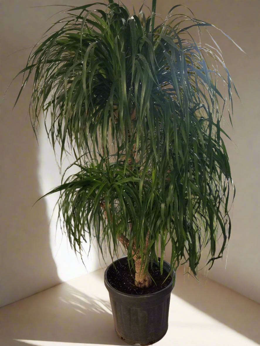 Dracaena Draco Multiheads 180cm