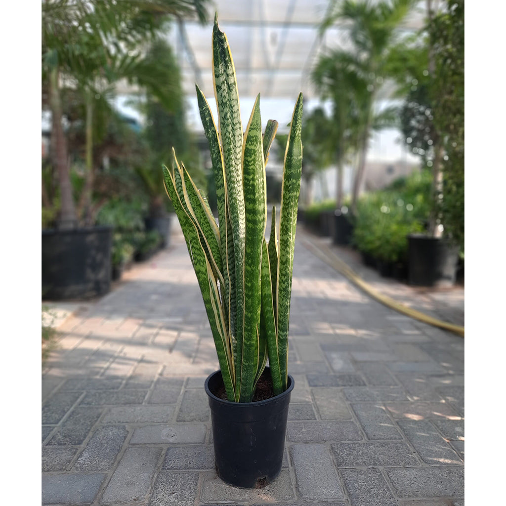 Snake Plant " Sansevieria indoor plant 50cm "