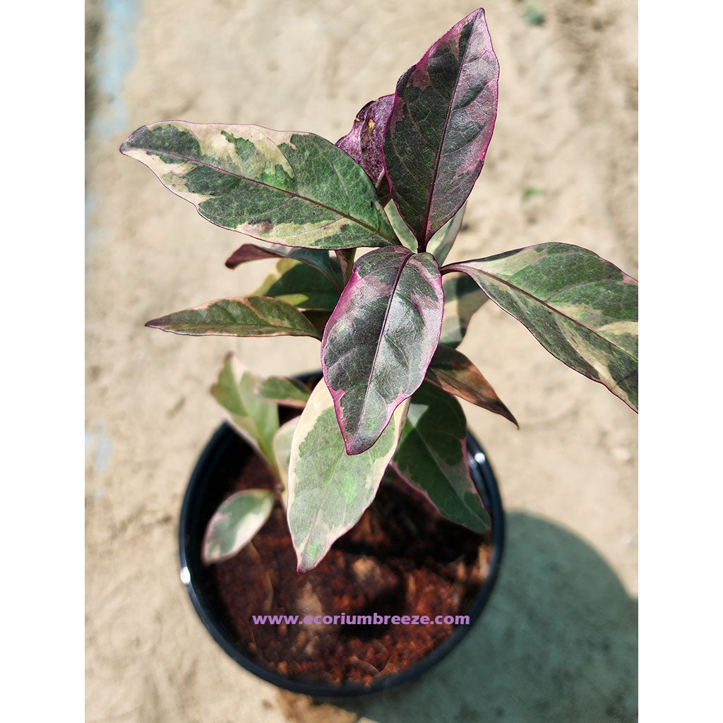 Eranthemum Veriegated 15cm -20cm
