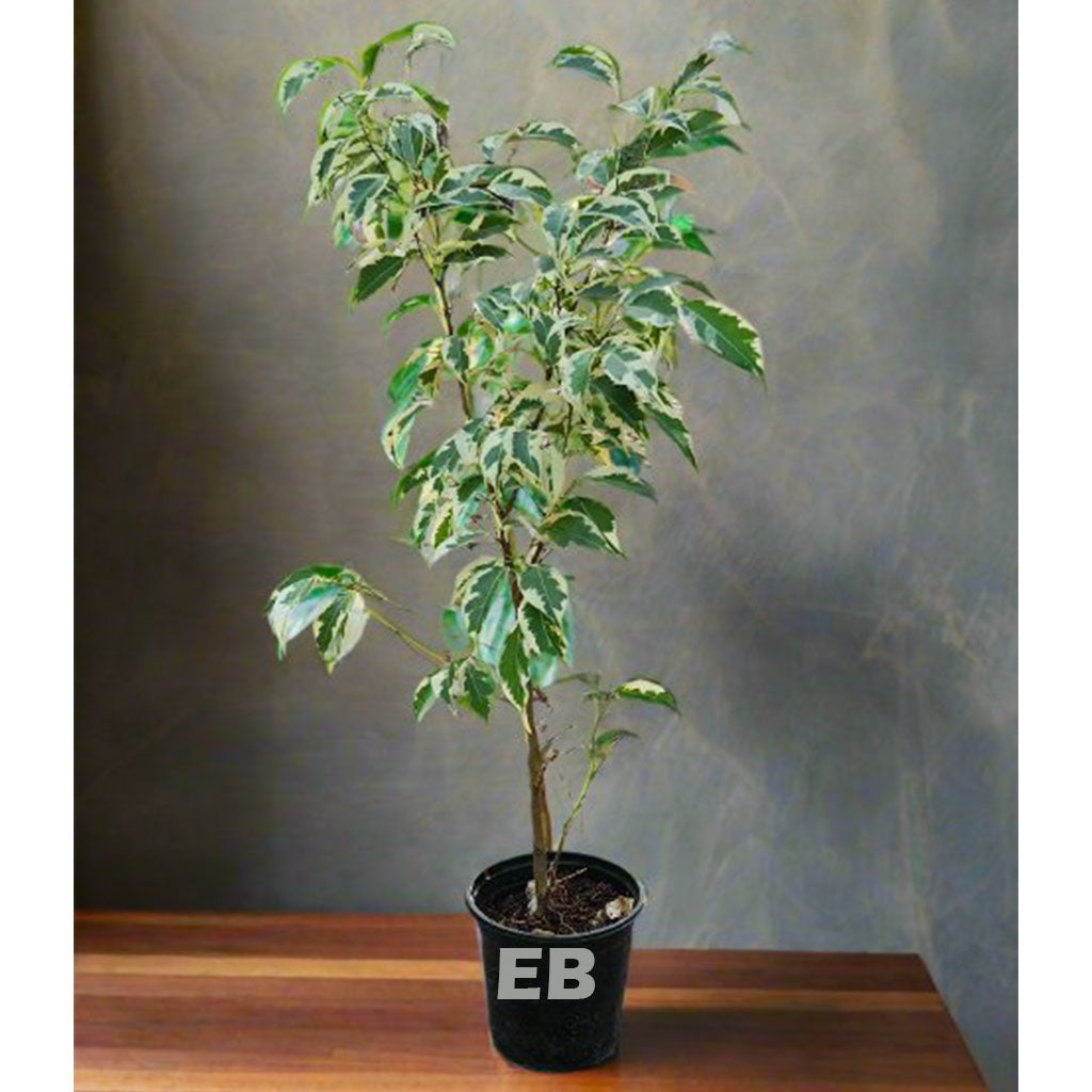 Ficus Benjamina Verigated 60cm