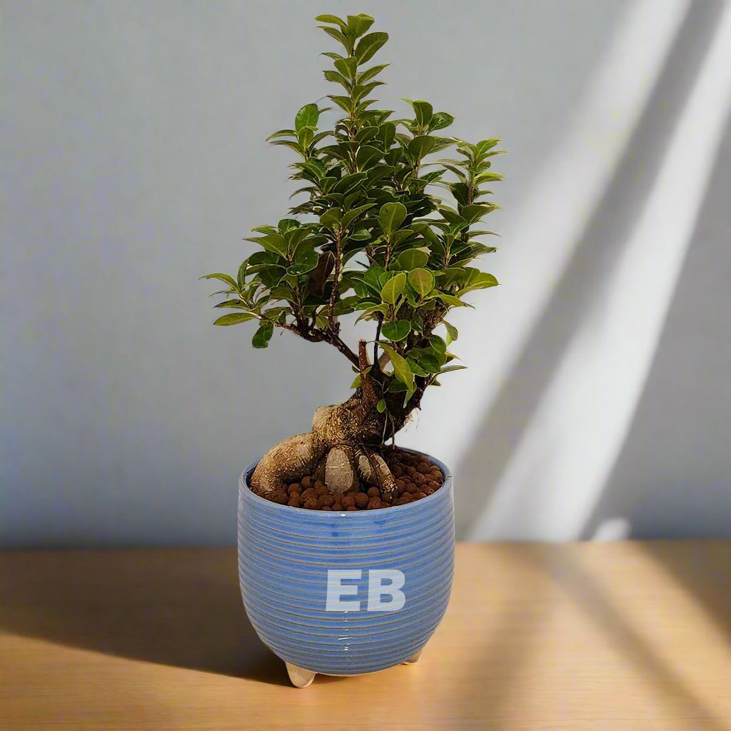 Ficus Bonsai Small 10years age
