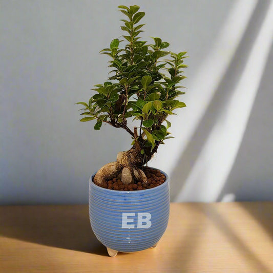 Ficus Bonsai Small 10years age