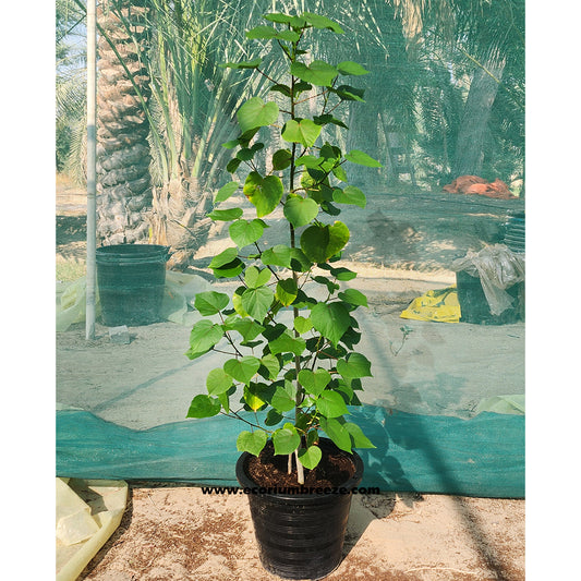 Hibiscus Tiliaceus Tree 140cm best for privacy walls