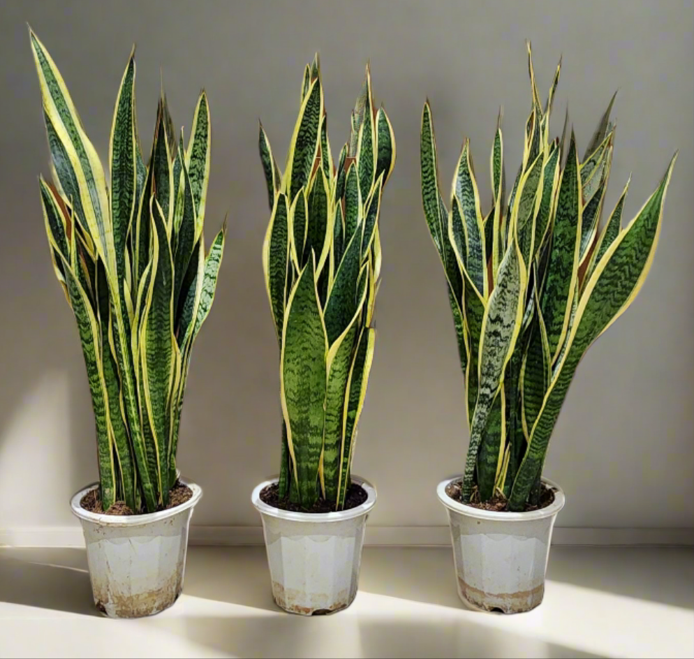 Dracaena Trifasciata | Snake Plant 80cm - 100cm Dubai