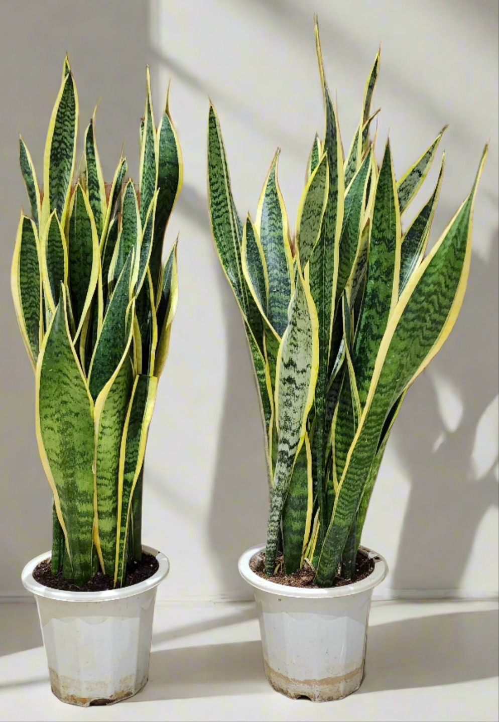 Dracaena Trifasciata | Snake Plant 80cm - 100cm Dubai