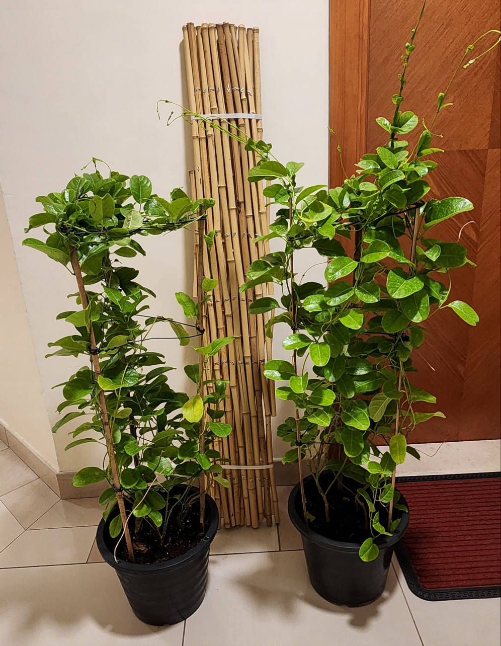 Pack of 2 Mandevillea plant 100cm with Trellis 120cm