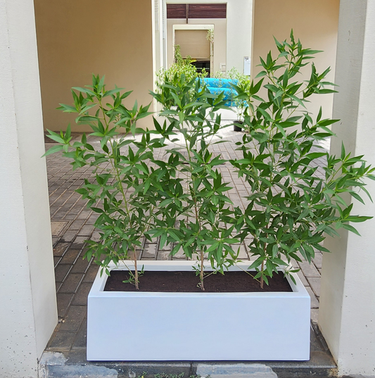 Damas Tree 90cm with fiber planter