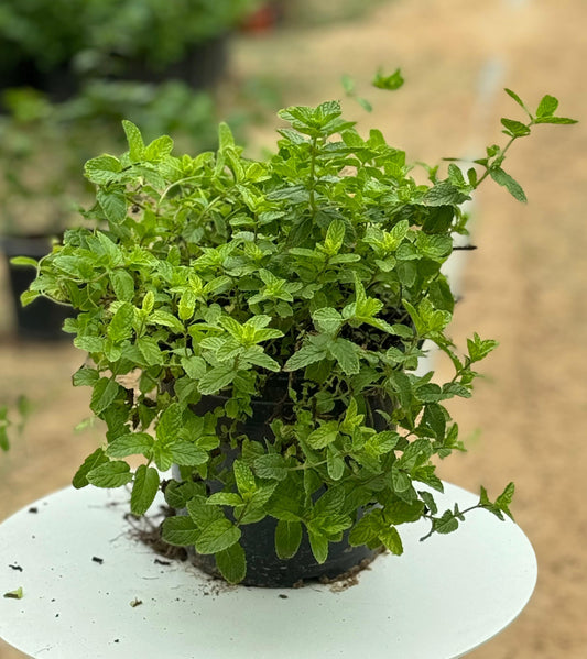 Mint Plant 25cm