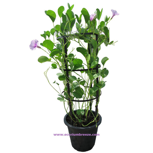 Ipomoea Pes Caprae "Railroad Vine " 100cm