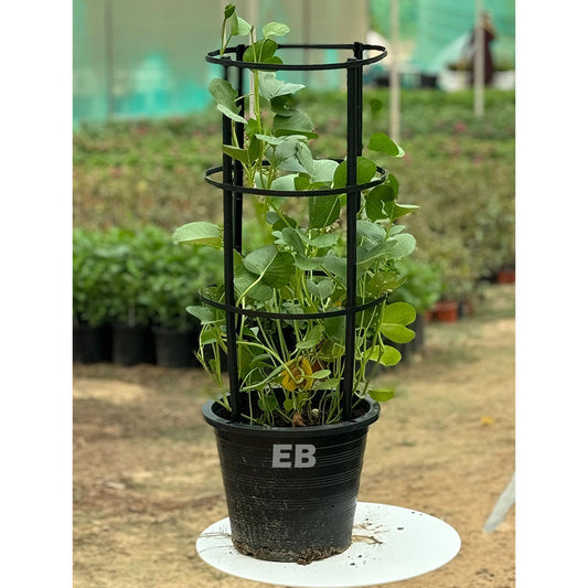 Ipomoea Pes Caprae "Railroad Vine " 100cm