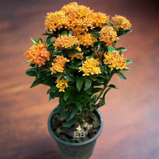 Ixora chenanses orange 50cm