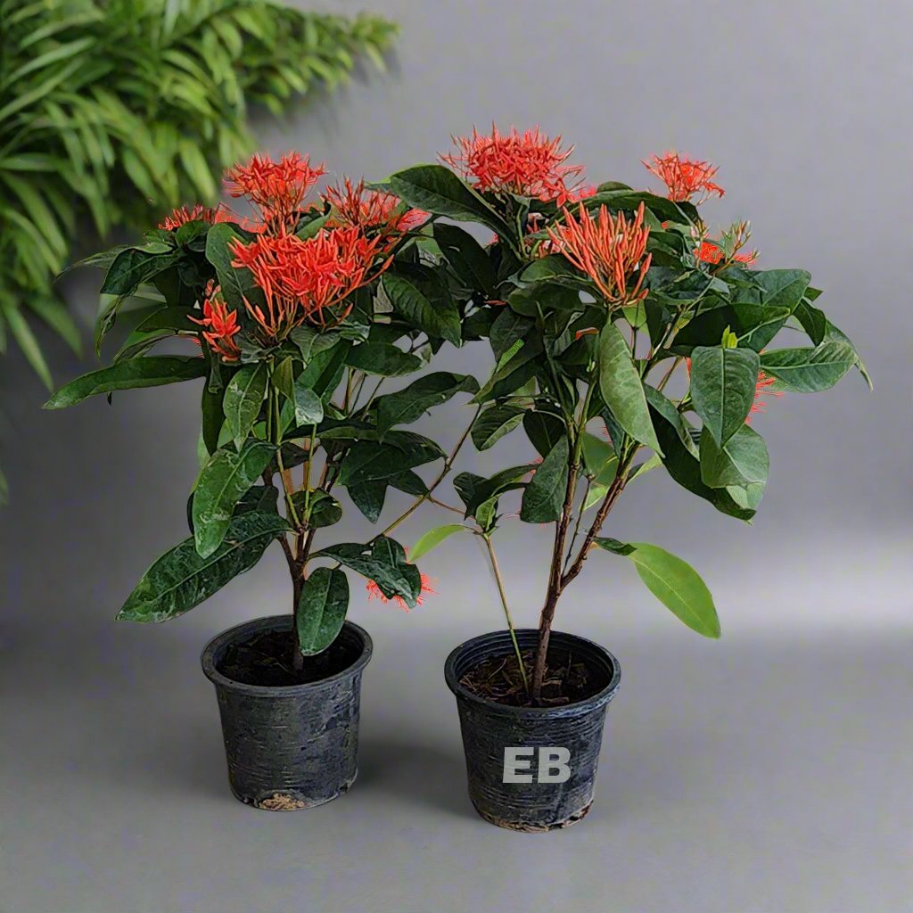 Ixora coccinea red flower 40cm...