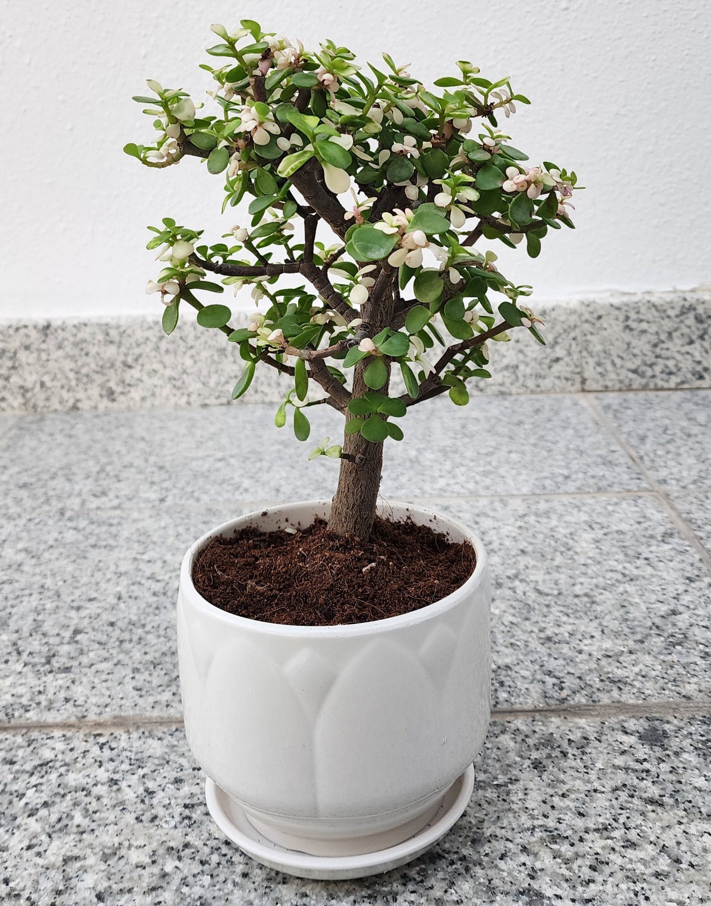 Jade plant indoor Dubai