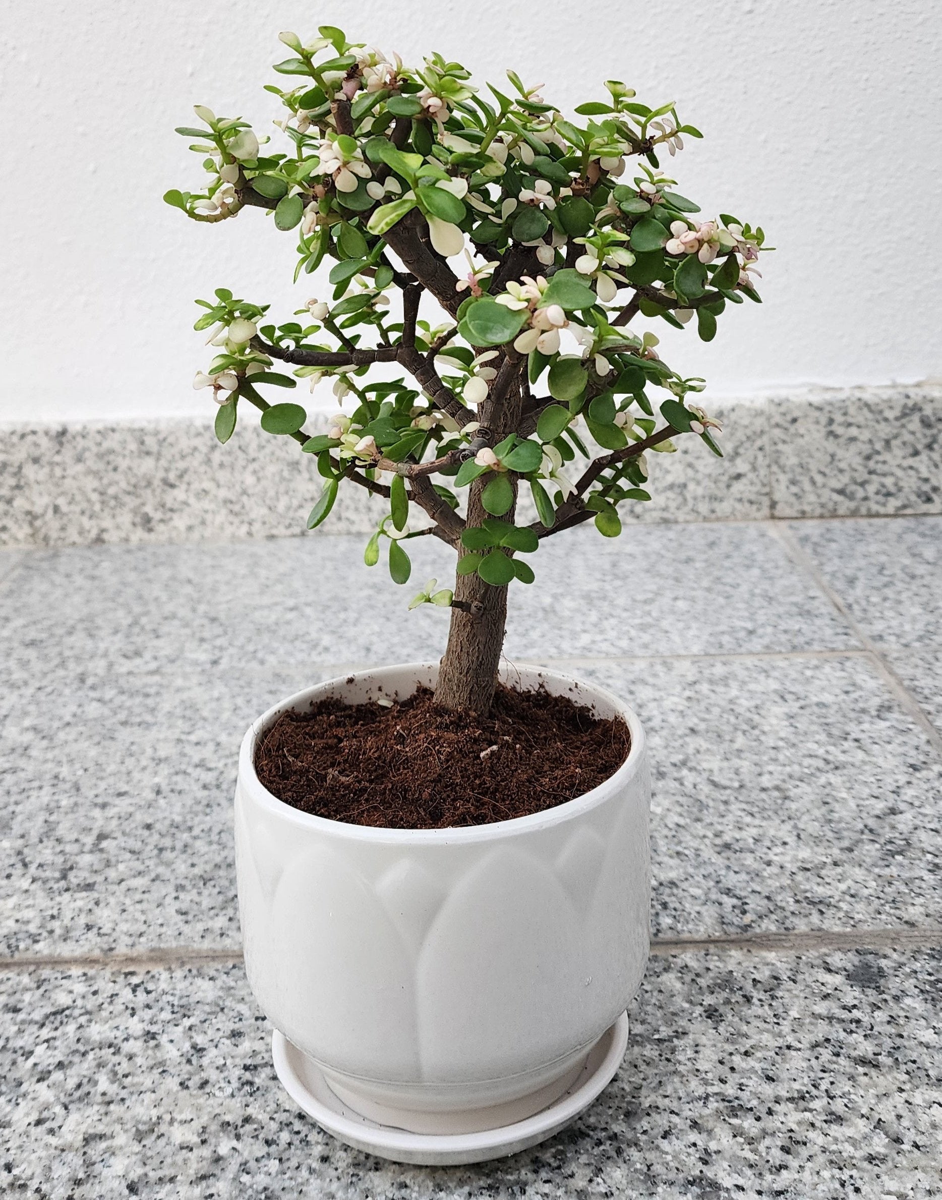Jade plant indoor Dubai