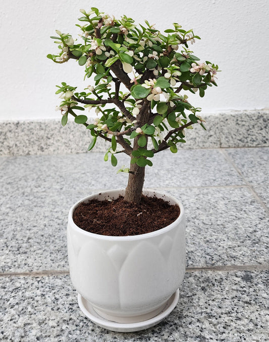 Jade plant indoor Dubai