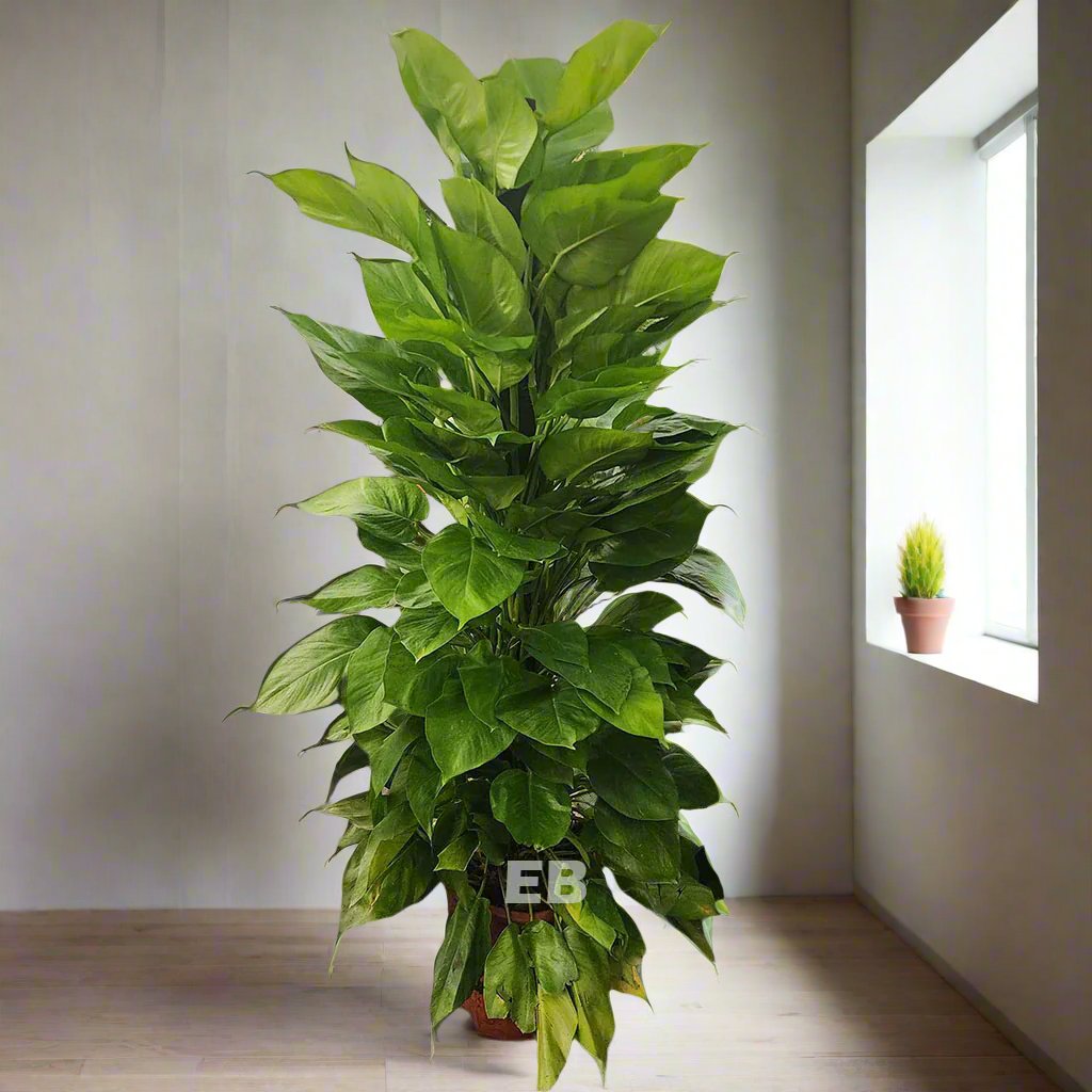 Money Plant " Epipremnum Aureum " 150cm