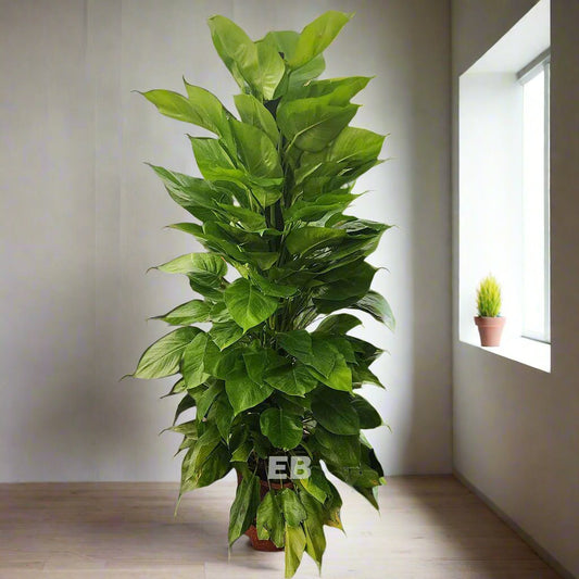 Money Plant " Epipremnum Aureum " 150cm