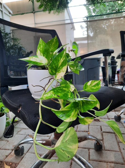 Money Plant Mini with ceramic pot