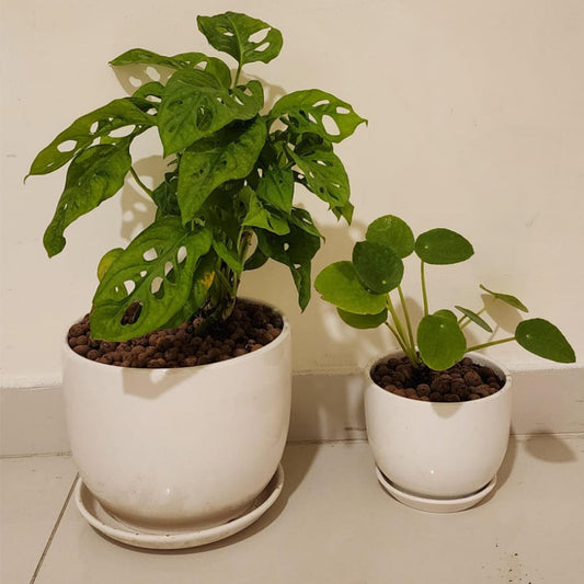 Pack of 2 Plants " Monstera Monkey + Pilea Chinese Money Plant "