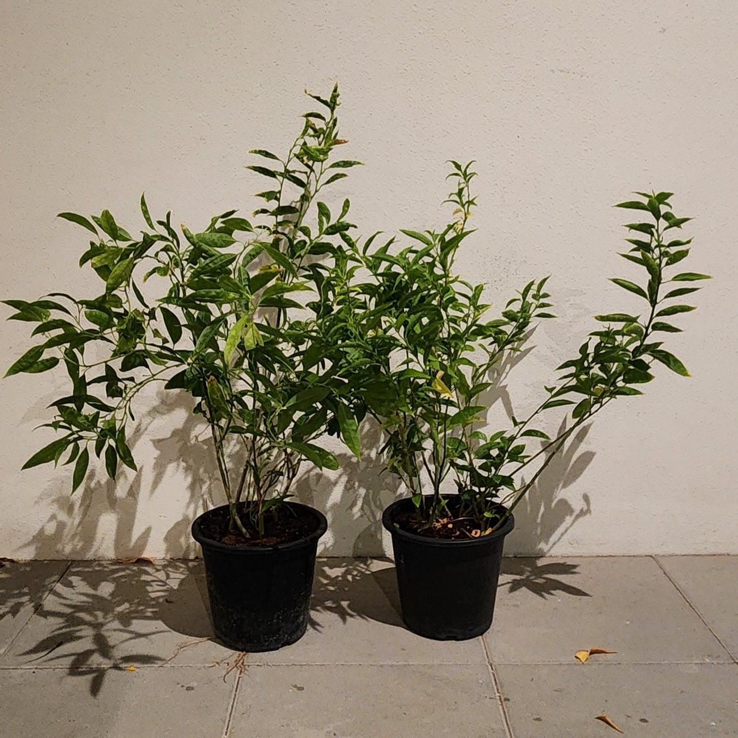 Night Queen Jasmine " rant ki rani " 50cm...