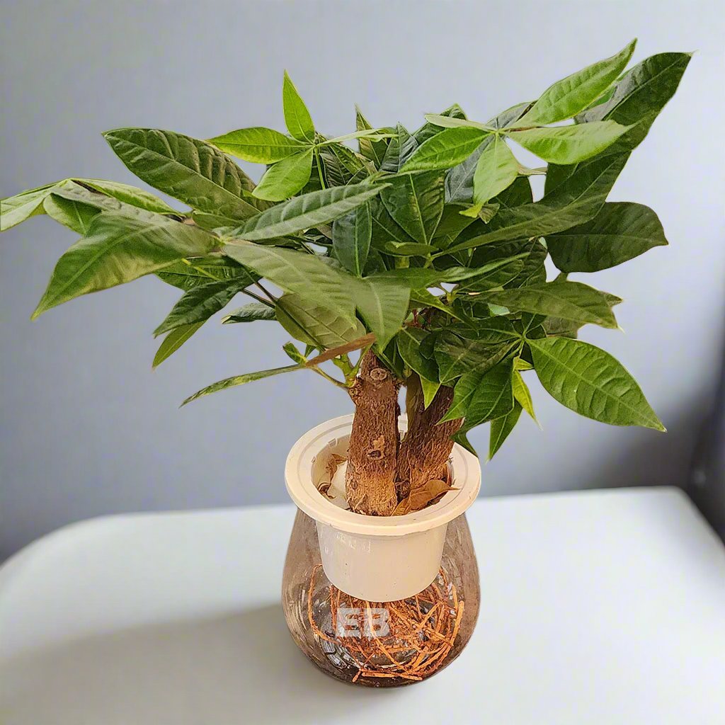 Pachira Aqua Hydro indoor plant 25cm - 35cm Dubai