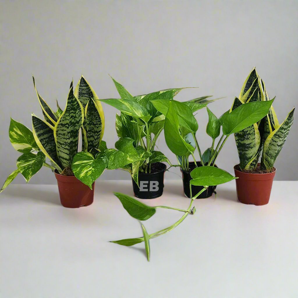 Pack Of 4 Air purifying Plants, 2 snake plant Mini , 2 money plant Mini