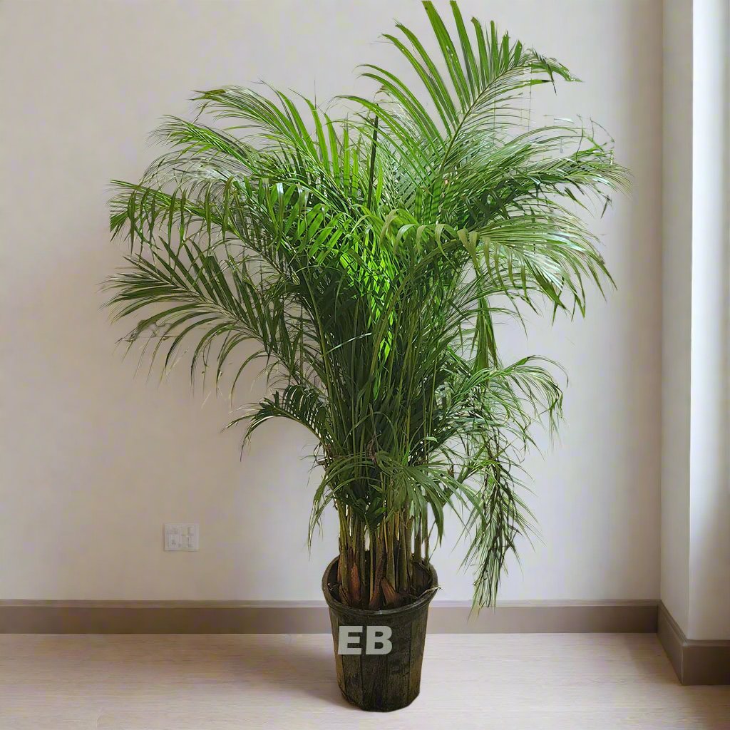 Pack of 2 Areca Palm 135cm..