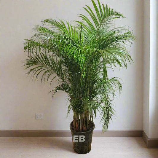 Pack of 2 Areca Palm 135cm..