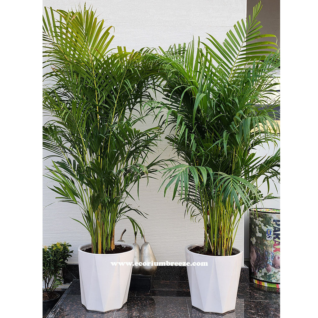 Pack of 2 Areca Palm 150cm