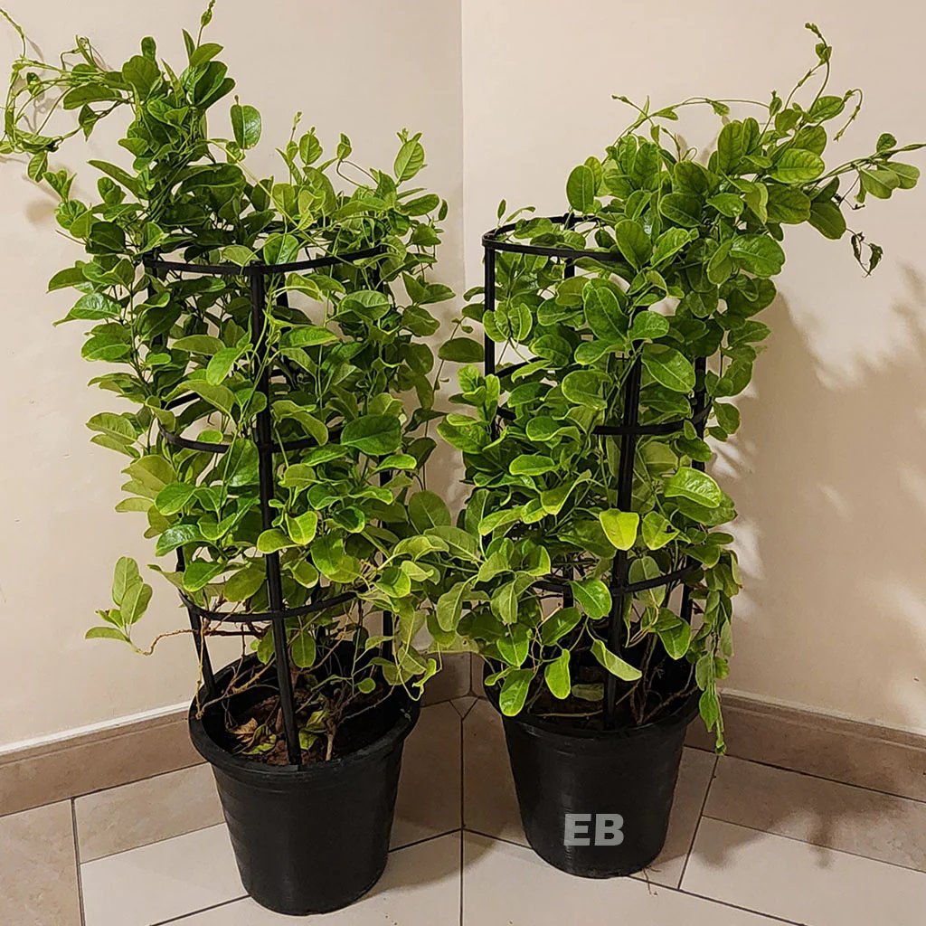 Pack of 2 Mandevilla Flower Plant 100cm